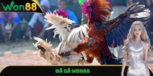 Đá Gà Won88 - Trải Nghiệm Trận Đấu Đỉnh Cao, Kịch Tính Nhất 3 Đá gà Won88