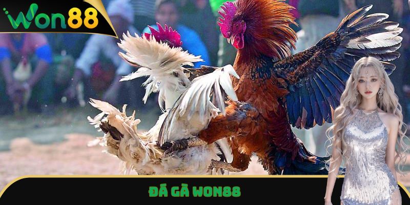 Đá Gà Won88 - Trải Nghiệm Trận Đấu Đỉnh Cao, Kịch Tính Nhất 2 Đá gà Won88