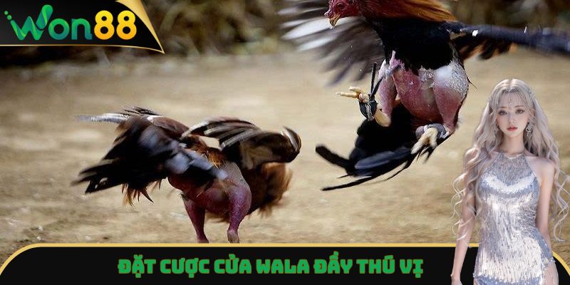 Đá Gà Won88 - Trải Nghiệm Trận Đấu Đỉnh Cao, Kịch Tính Nhất 5 Đặt cược cửa Wala đầy thú vị